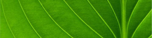 Mkoba Leaf